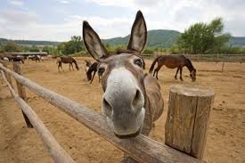 The Van ... unicorn or donkey